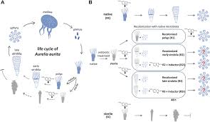 Attēlu rezultāti vaicājumam “Aurelia aurita”