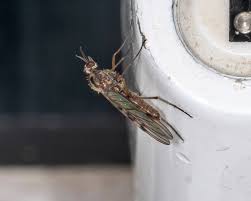 Attēlu rezultāti vaicājumam “Sylvicola sp.”