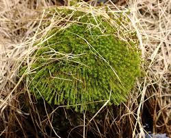 Attēlu rezultāti vaicājumam “Polytrichum commune var. perigoniale”