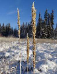 Attēlu rezultāti vaicājumam “Calamagrostis stricta”
