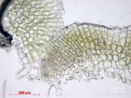 Attēlu rezultāti vaicājumam “Riccia glauca”