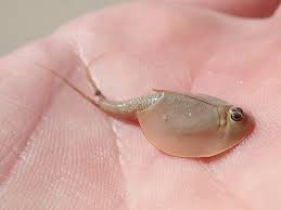 Attēlu rezultāti vaicājumam “Trichia longipalpis”