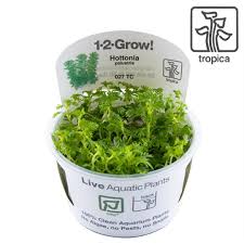 Attēlu rezultāti vaicājumam “Hottonia palustris leaf”