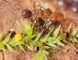 Attēlu rezultāti vaicājumam “Licea minima macro”