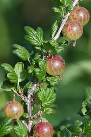 Attēlu rezultāti vaicājumam “Ribes uva-crispa fruit”