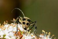 Attēlu rezultāti vaicājumam “Pachyta quadrimaculata”