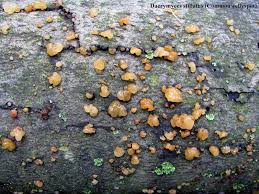 Attēlu rezultāti vaicājumam “Dacrymyces stillatus”