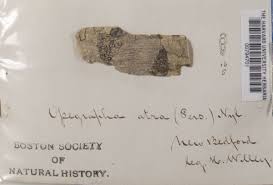 Attēlu rezultāti vaicājumam “Opegrapha atra”