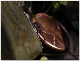 Attēlu rezultāti vaicājumam “Stemonitis fusca var. nigrescens spores”