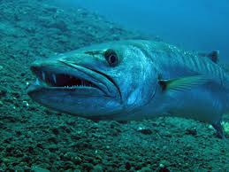 Image result for Sphyraena barracuda