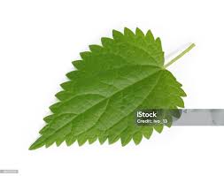 Attēlu rezultāti vaicājumam “Urtica dioica leaf”