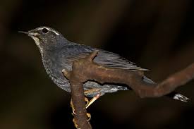 Image result for Zoothera sibirica