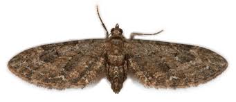 Attēlu rezultāti vaicājumam “Eupithecia subumbrata larva”