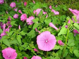 Image result for Lavatera trimestris
