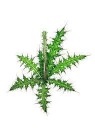 Attēlu rezultāti vaicājumam “Cirsium palustre”