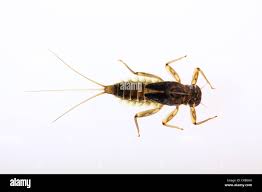 Attēlu rezultāti vaicājumam “Ephemeroptera larvae”