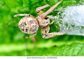 Attēlu rezultāti vaicājumam “Larinioides cornutus”