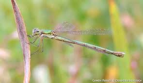 Attēlu rezultāti vaicājumam “Lestes virens”