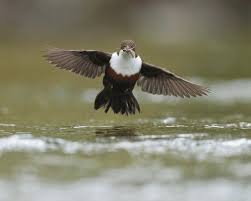 Attēlu rezultāti vaicājumam “Cinclus cinclus adult”