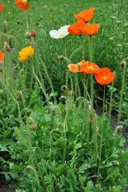 Image result for Papaver nudicaule
