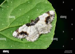 Attēlu rezultāti vaicājumam “Ligdia adustata”