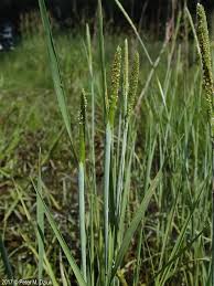 Attēlu rezultāti vaicājumam “Alopecurus aequalis flower”