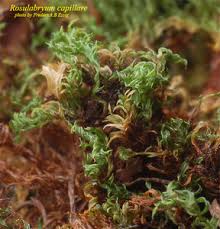 Attēlu rezultāti vaicājumam “Bryum capillare”