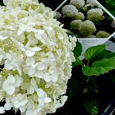 Attēlu rezultāti vaicājumam “Hydrangea arborescens subsp. discolor”