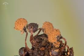 Attēlu rezultāti vaicājumam “Metatrichia floriformis stalked”