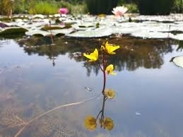 Attēlu rezultāti vaicājumam “Utricularia vulgaris”