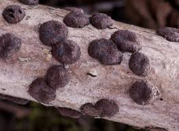 Attēlu rezultāti vaicājumam “Hypoxylon fuscum”