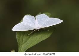 Attēlu rezultāti vaicājumam “Jodis putata”