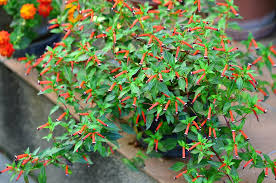 Image result for Cuphea ignea