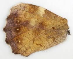 Attēlu rezultāti vaicājumam “Pararge aegeria underside”