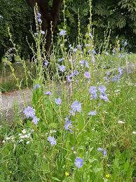 Image result for Zichorie