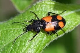 Attēlu rezultāti vaicājumam “Panagaeus cruxmajor”