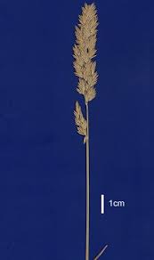 Attēlu rezultāti vaicājumam “Poa compressa”