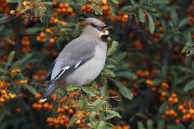 Attēlu rezultāti vaicājumam “Bombycilla garrulus adult”