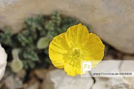 Image result for Alpenmohn