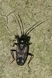 Attēlu rezultāti vaicājumam “Eremocoris plebejus”