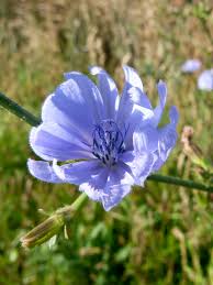 Attēlu rezultāti vaicājumam “Cichorium intybus flower”