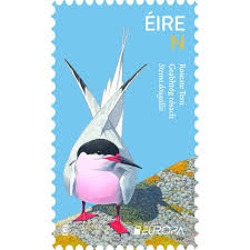 Image result for Sterna dougallii