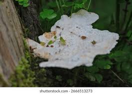 Attēlu rezultāti vaicājumam “Tyromyces chioneus”