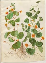 Image result for Tropaeolum minus