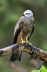 Image result for Milvus milvus