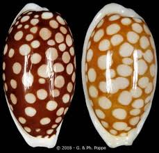 Attēlu rezultāti vaicājumam “Cribraria oregana”