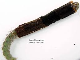 Attēlu rezultāti vaicājumam “Phryganeidae”