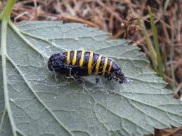 Attēlu rezultāti vaicājumam “Abraxas grossulariata larva”