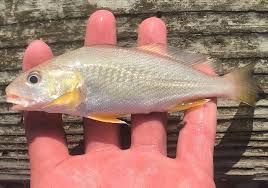 Image result for Micropogonias undulatus