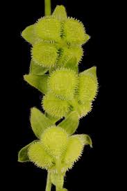 Attēlu rezultāti vaicājumam “Cynoglossum officinale fruit”